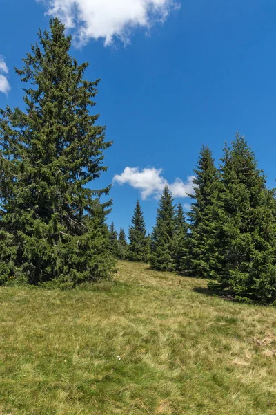 Amazing Summer Krajobraz Górami Pobliżu Snezhanka Szczyt Narciarskich Ośrodek Pamporovo — Zdjęcie stockowe