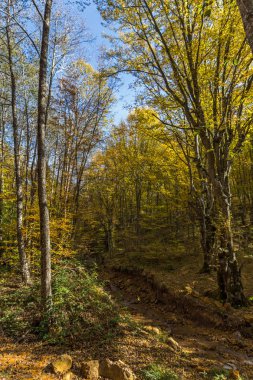 Radan dağ, Sırbistan için şeytan town yakınındaki sarı ağaçlar, sonbahar yatay