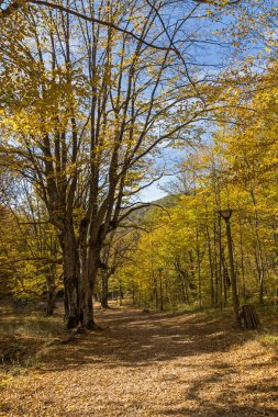 Radan dağ, Sırbistan için şeytan town yakınındaki sarı ağaçları ile şaşırtıcı sonbahar manzara