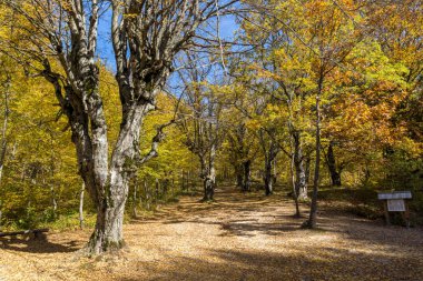 Radan dağ, Sırbistan için şeytan town yakınındaki sarı ağaçları ile şaşırtıcı sonbahar manzara