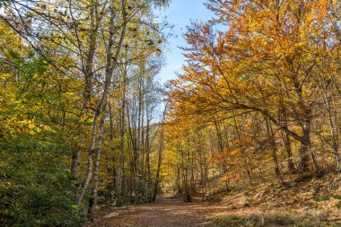 Radan dağ, Sırbistan için şeytan town yakınındaki sarı ağaçları ile şaşırtıcı sonbahar manzara