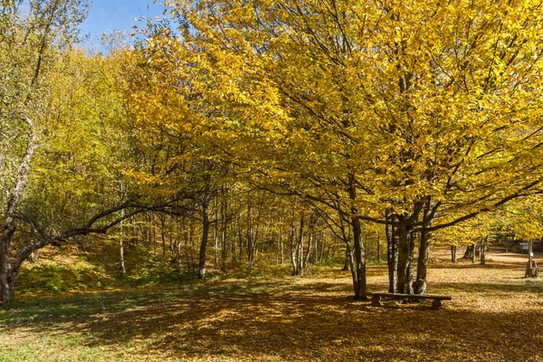 Удивительный Осенний Ландшафт Желтыми Деревьями Возле Города Девил Горе Радан — стоковое фото