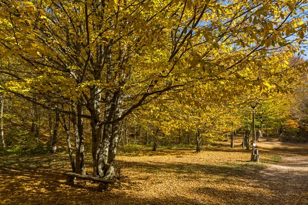 Geweldige Fall Landschap Met Gele Bomen Buurt Van Duivel Gemeente Stockfoto