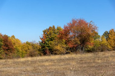 Sonbahar manzara Cherna Gora (Karadağ) Dağı, Pernik bölge, Bulgaristan