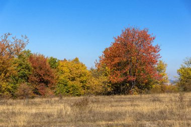 Sonbahar manzara Cherna Gora (Karadağ) Dağı, Pernik bölge, Bulgaristan