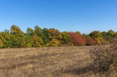 Sonbahar manzara Cherna Gora (Karadağ) Dağı, Pernik bölge, Bulgaristan