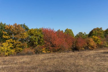 Sonbahar manzara Cherna Gora (Karadağ) Dağı, Pernik bölge, Bulgaristan