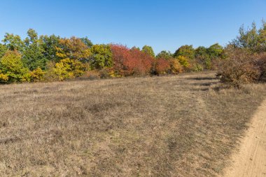 Sonbahar manzara Cherna Gora (Karadağ) Dağı, Pernik bölge, Bulgaristan
