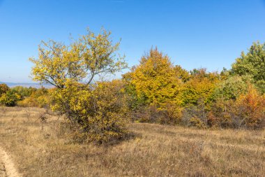 Sonbahar manzara Cherna Gora (Karadağ) Dağı, Pernik bölge, Bulgaristan