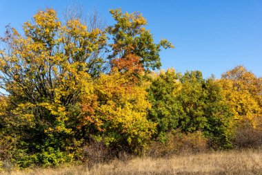 Sonbahar manzara Cherna Gora (Karadağ) Dağı, Pernik bölge, Bulgaristan