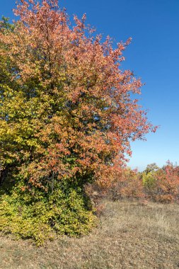 Şaşırtıcı sonbahar manzara Cherna Gora (Karadağ) Dağı, Pernik bölge, Bulgaristan