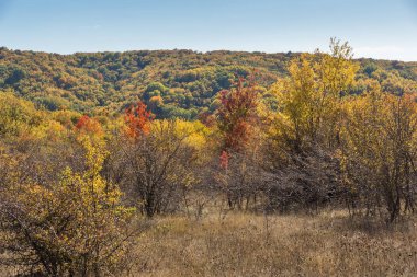 Şaşırtıcı sonbahar manzara Cherna Gora (Karadağ) Dağı, Pernik bölge, Bulgaristan
