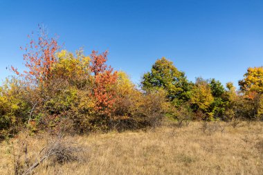 Şaşırtıcı sonbahar manzara Cherna Gora (Karadağ) Dağı, Pernik bölge, Bulgaristan