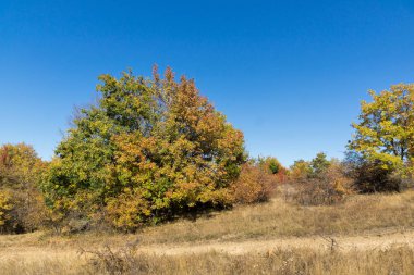 Şaşırtıcı sonbahar manzara Cherna Gora (Karadağ) Dağı, Pernik bölge, Bulgaristan