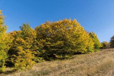 Şaşırtıcı sonbahar manzara Cherna Gora (Karadağ) Dağı, Pernik bölge, Bulgaristan