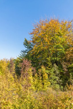 Sonbahar manzara Ruen Dağı - Vlahina dağ, Köstendil bölge, Bulgaristan'ın kuzey kesiminde