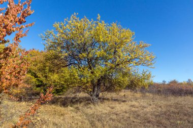 Şaşırtıcı Cherna Gora (Karadağ) dağ sonbahar Panoraması, Pernik bölge, Bulgaristan