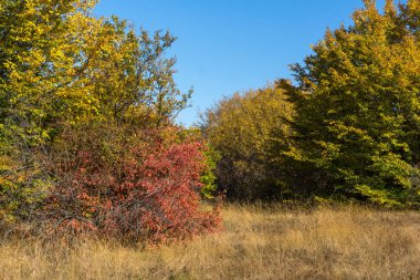 Şaşırtıcı Cherna Gora (Karadağ) dağ sonbahar Panoraması, Pernik bölge, Bulgaristan