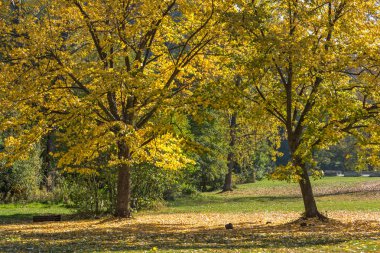Sonbahar yatay, sarı ağacın yanında Pancharevo Gölü, Sofya şehir bölge, Bulgaristan