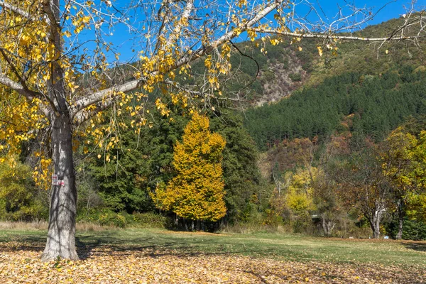 Herbstlandschaft Mit Gelbem Baum Der Nähe Des Pancharevo Sees Sofia — Stockfoto