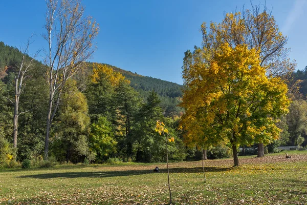 Φθινόπωρο Τοπίο Κίτρινο Δέντρο Κοντά Στη Λίμνη Pancharevo Σόφια Βουλγαρία — Φωτογραφία Αρχείου