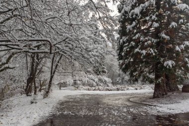Bulgaristan Sofya şehir South Park'taki ağaçlar şaşırtıcı kış manzarası kar ile kaplı