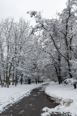 Bulgaristan Sofya şehir South Park'taki ağaçlar şaşırtıcı kış manzarası kar ile kaplı
