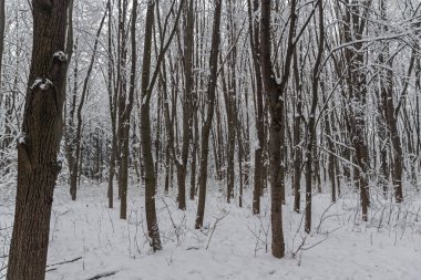 Bulgaristan Sofya şehir South Park'taki ağaçlar şaşırtıcı kış manzarası kar ile kaplı