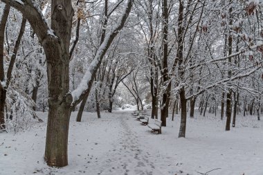 Bulgaristan Sofya şehir South Park'taki ağaçlar şaşırtıcı kış manzarası kar ile kaplı