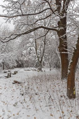 Bulgaristan Sofya şehir South Park'taki ağaçlar şaşırtıcı kış manzarası kar ile kaplı