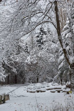 Bulgaristan Sofya şehir South Park'taki ağaçlar şaşırtıcı kış manzarası kar ile kaplı