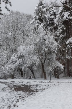 Bulgaristan Sofya şehir South Park'taki ağaçlar şaşırtıcı kış manzarası kar ile kaplı
