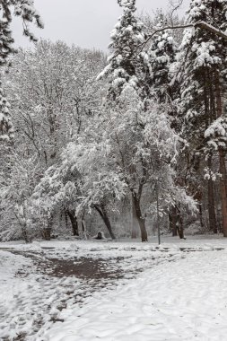 Bulgaristan Sofya şehir South Park'taki ağaçlar şaşırtıcı kış manzarası kar ile kaplı