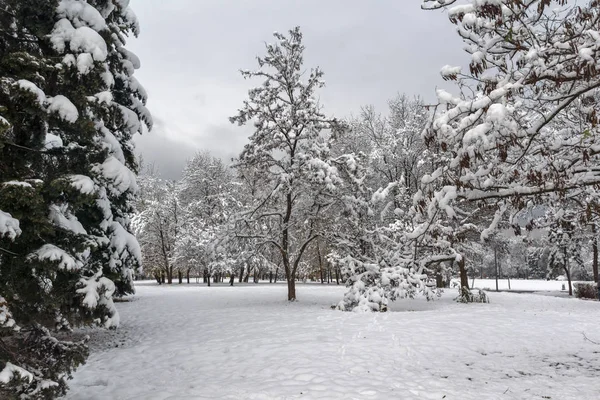 Fantastiska Vinterlandskap Med Snö Täckt Träd South Park Staden Sofia — Stockfoto