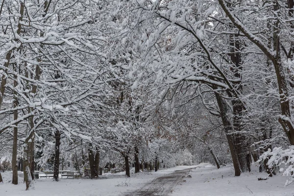 Niesamowity Krajobraz Zimy Śniegiem Pokryte Drzewami South Park Mieście Sofia — Zdjęcie stockowe