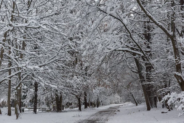 Amazing Winter Landscape Snow Covered Trees South Park City Sofia — Stock Photo, Image