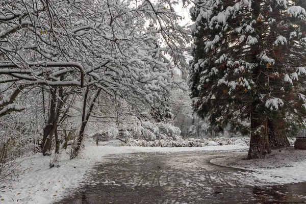 Bulgaristan Sofya şehir South Park'taki ağaçlar şaşırtıcı kış manzarası kar ile kaplı