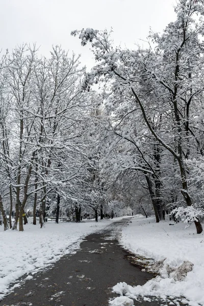 Bulgaristan Sofya şehir South Park'taki ağaçlar şaşırtıcı kış manzarası kar ile kaplı