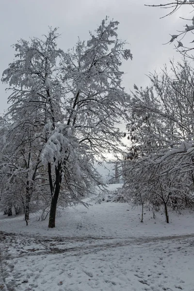 Bulgaristan Sofya şehir South Park'taki ağaçlar şaşırtıcı kış manzarası kar ile kaplı