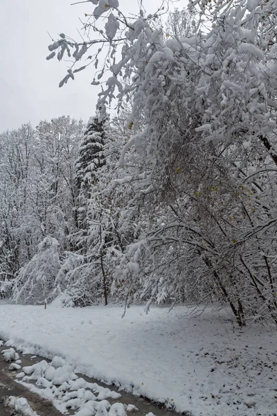 Geweldige Winterlandschap Met Sneeuw Bedekt Bomen South Park Stad Van — Stockfoto