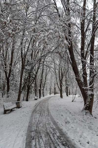 Geweldige Winterlandschap Met Sneeuw Bedekt Bomen South Park Stad Van — Stockfoto