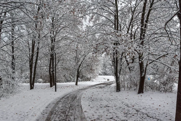 Amazing Winter Landscape Snow Covered Trees South Park City Sofia — Stock Photo, Image