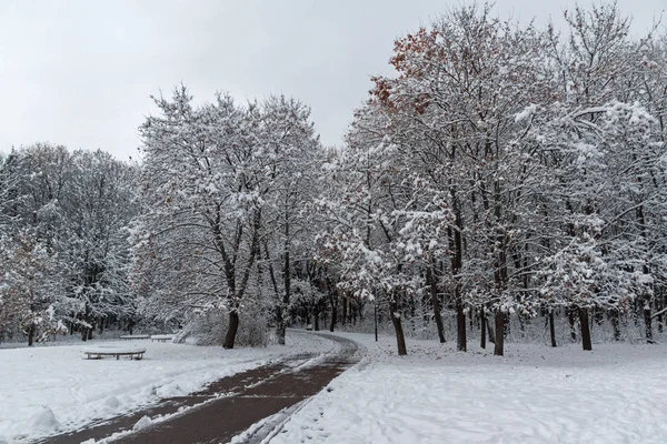 Niesamowity Krajobraz Zimy Śniegiem Pokryte Drzewami South Park Mieście Sofia — Zdjęcie stockowe