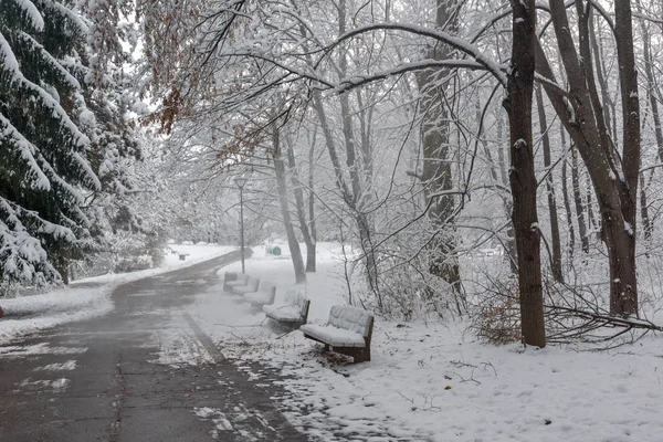 Fantastiska Vinterlandskap Med Snö Täckt Träd South Park Staden Sofia — Stockfoto