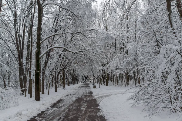 Bulgaristan Sofya şehir South Park'taki ağaçlar şaşırtıcı kış manzarası kar ile kaplı
