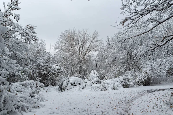 Geweldige Winterlandschap Met Sneeuw Bedekt Bomen South Park Stad Van — Stockfoto