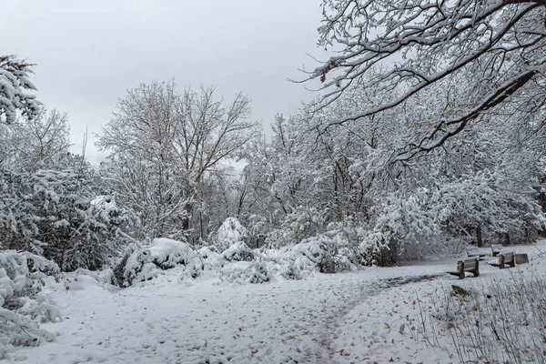 Geweldige Winterlandschap Met Sneeuw Bedekt Bomen South Park Stad Van — Stockfoto