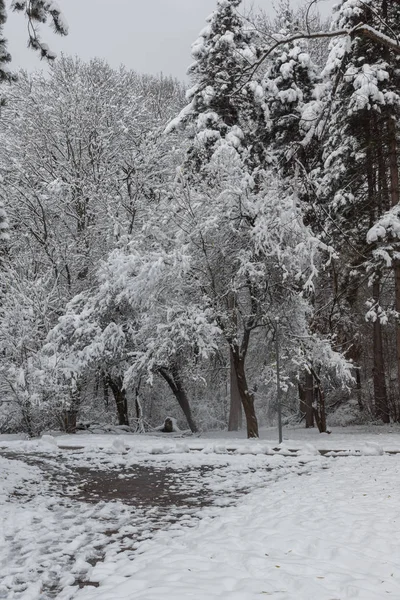 Bulgaristan Sofya şehir South Park'taki ağaçlar şaşırtıcı kış manzarası kar ile kaplı