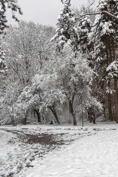 Bulgaristan Sofya şehir South Park'taki ağaçlar şaşırtıcı kış manzarası kar ile kaplı