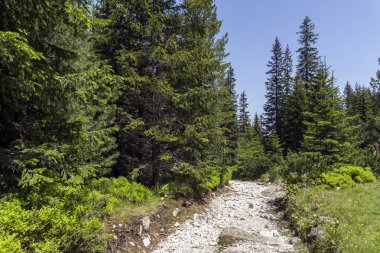 Malyovitsa zirvesi, Rila Dağı, Bulgaristan 'ın yürüyüş parkurundan manzara